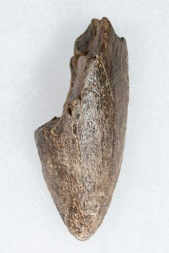 Tyrannosaurus rex (T-Rex) Tooth Tip - South Dakota #11916